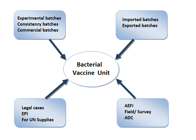 protein scaffold for bacterial vaccine